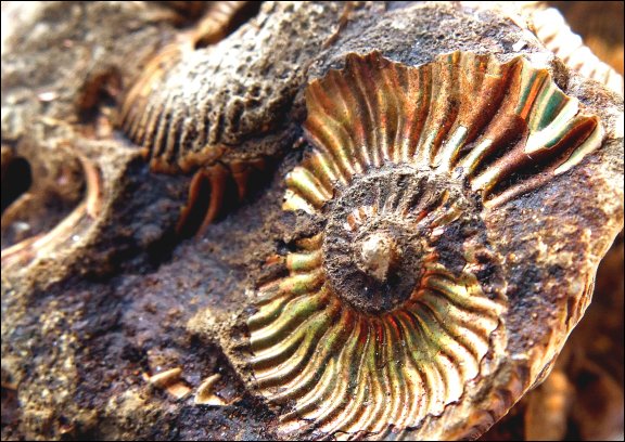 Gmina £uków - kliknij aby powiêkszyæ Gmina £uków