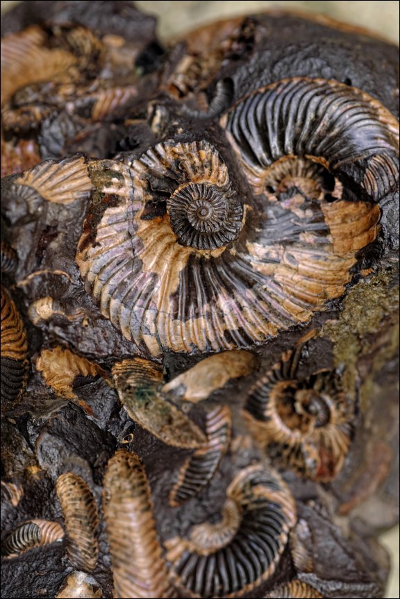 Gmina £uków - kliknij aby powiêkszyæ Gmina £uków