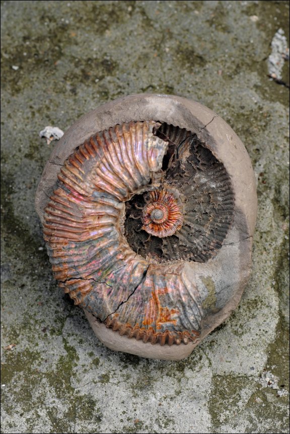 Gmina £uków - kliknij aby powiêkszyæ Gmina £uków