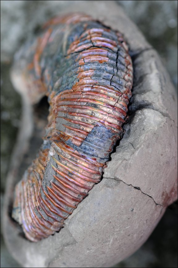 Gmina £uków - kliknij aby powiêkszyæ Gmina £uków