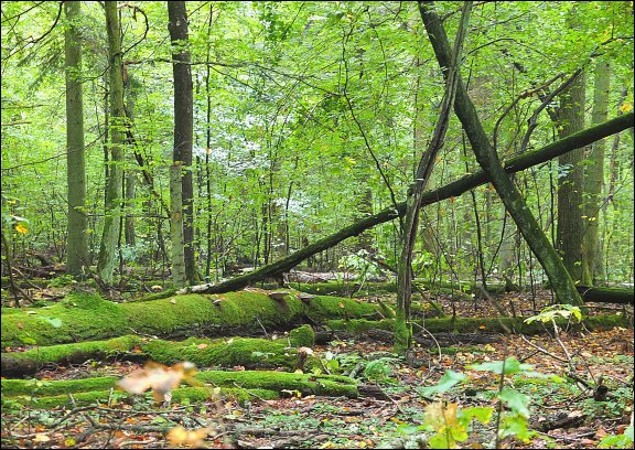 Gmina £uków - kliknij aby powiêkszyæ Gmina £uków