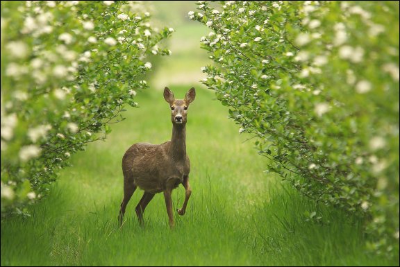 Gmina £uków - kliknij aby powiêkszyæ Gmina £uków
