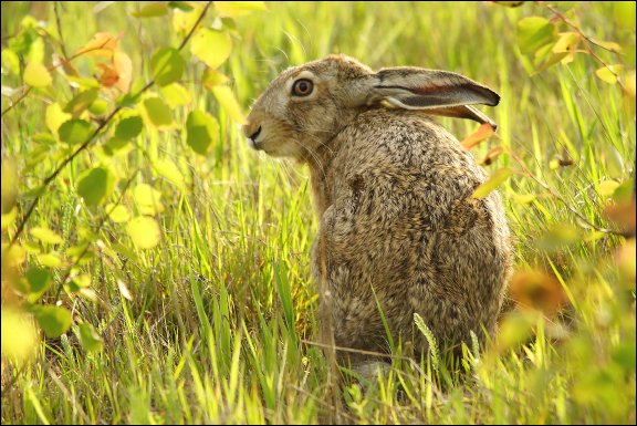 Gmina £uków - kliknij aby powiêkszyæ Gmina £uków