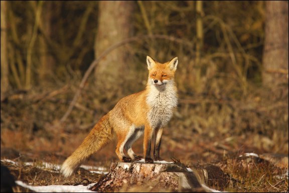 Gmina £uków - kliknij aby powiêkszyæ Gmina £uków